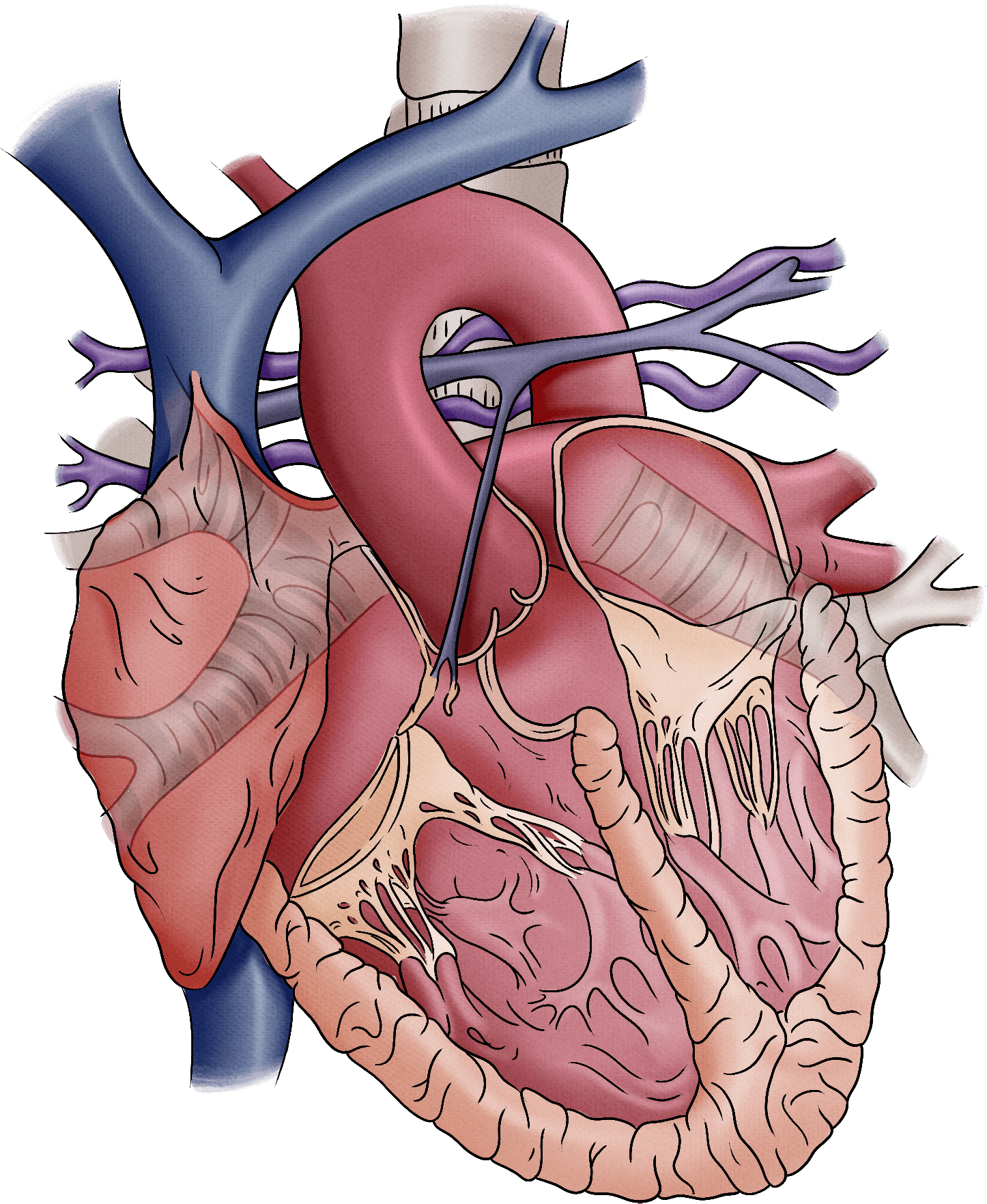Anatomical illustration of the human heart in cross-section with veins and arteries on a slate-blue background