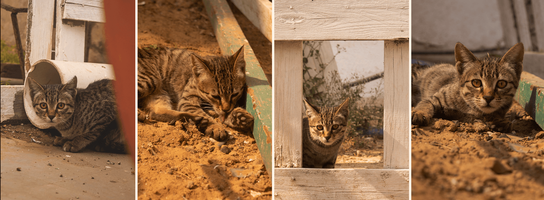 Photos of a tabby kitten exploring the ThisDay booth, the emotional support kitty at JLF